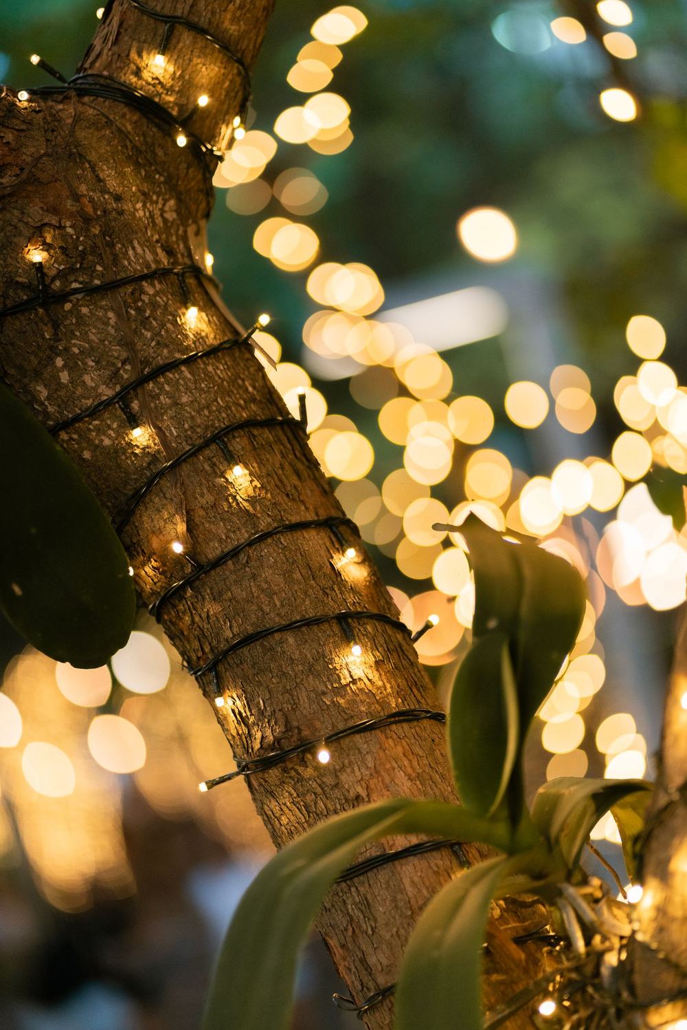 Warm white lights wrapped around a tree trunk